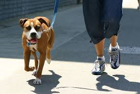 dog-walking
