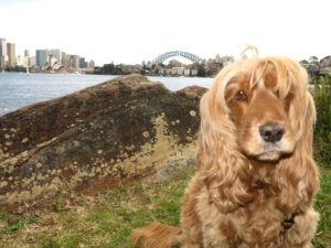 house-sitting-sydney